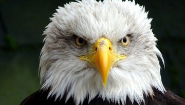 UODO odpowiada DGP: co dzieje się z Twoimi danymi w akcji „Nakarm Bielika”?