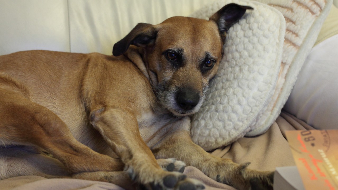 Lubisz chodzić z psem do lasu? Uważaj na "latające kleszcze"