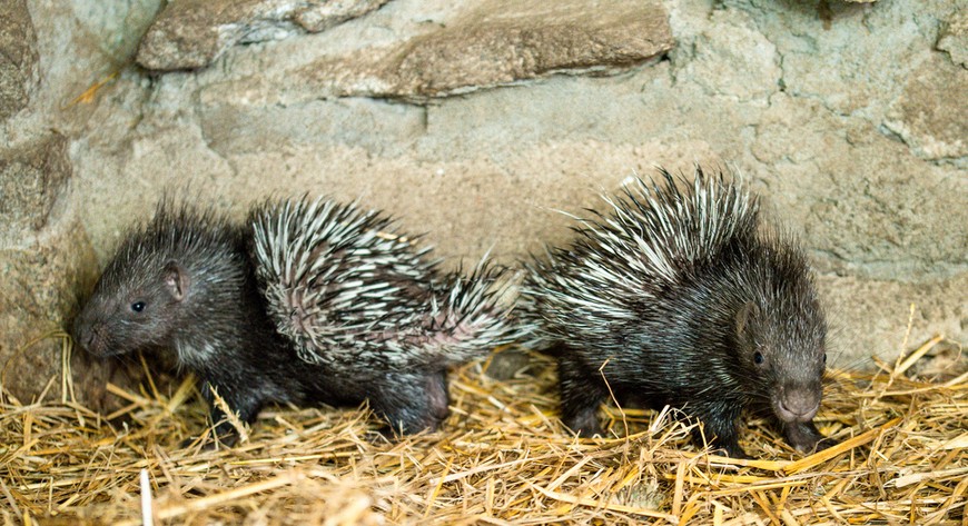 Młode jeżozwierze z wrocławskiego zoo. Są przeurocze