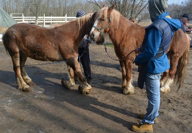 Deformacje nóg koni sprawiły, że nie wszystkie przeżyły. Inne do końca życia będą mieszkały w Schronisku Pegasus, ich stan psychofizyczny uniemożliwia adopcję. 