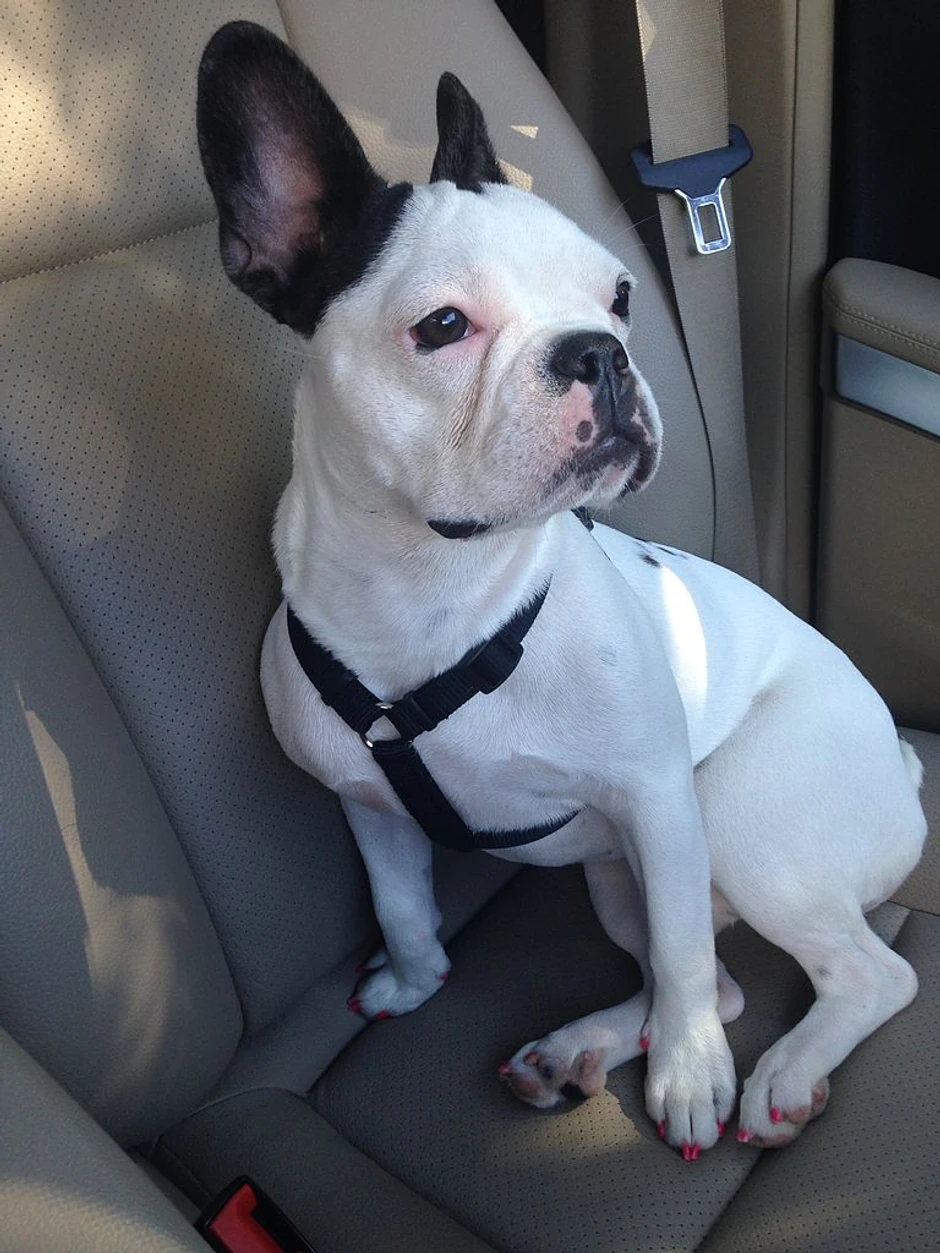 Vrlo su osetljivi, ne podnose kritike, a vole pohvale