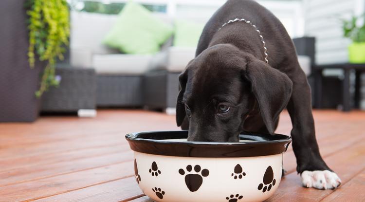 Kolléganőnk videóra vette, mivel eteti az allergiás kutyáját Fotó: Getty Images