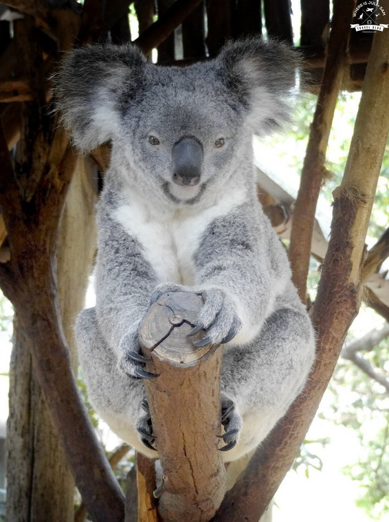 Koala oczekujący na swoją kolej w przytulaniu, fot. whereisjuli.com