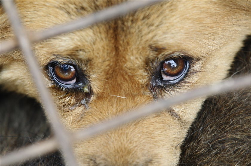 Psia rzeźnia. 505 psów wyrwanych z łap śmierci. FOTO