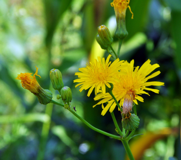 Mlecz polny (Sonchus arvensis)