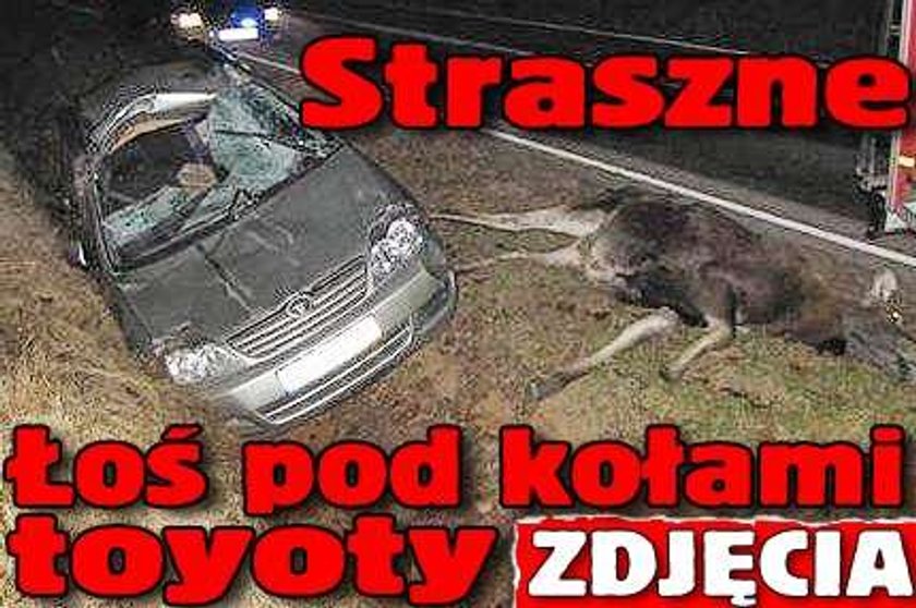 Straszne. Łoś pod kołami toyoty. Foty