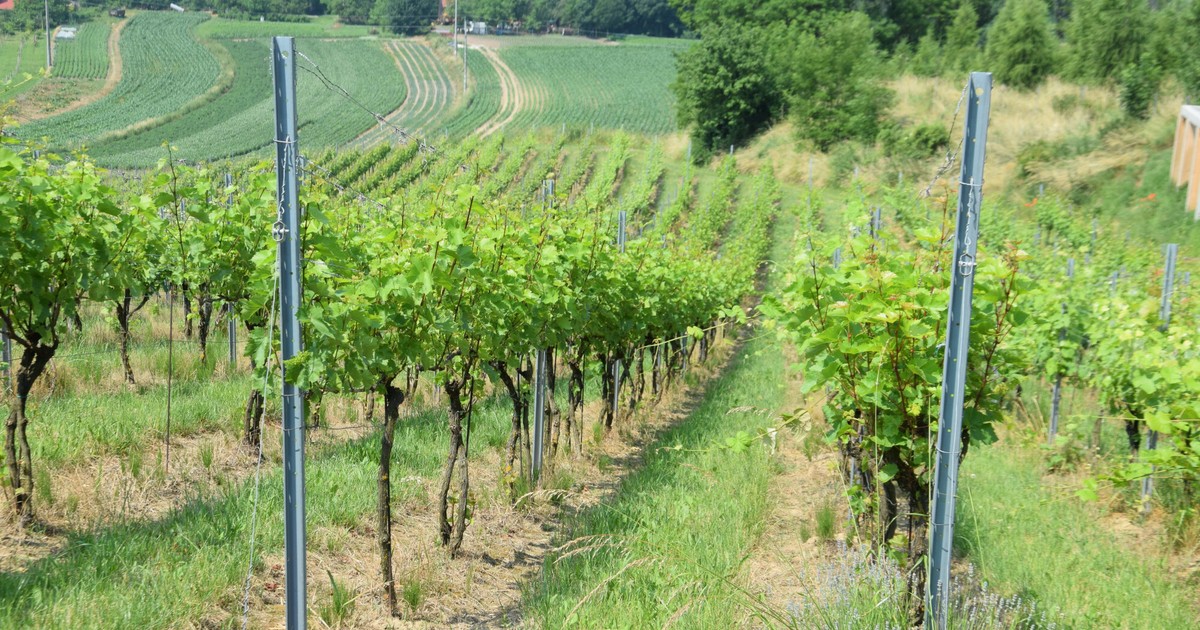 Klima se mění, Polsko pěstuje vinnou révu.  Čech chce ovládnout náš trh