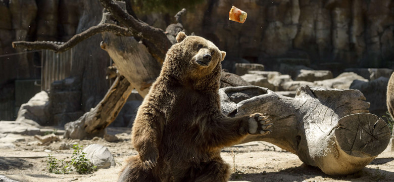 Grizli przywrócone na listę zagrożonych gatunków