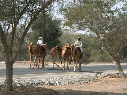 Galeria Oman - pustynne królestwo, obrazek 16