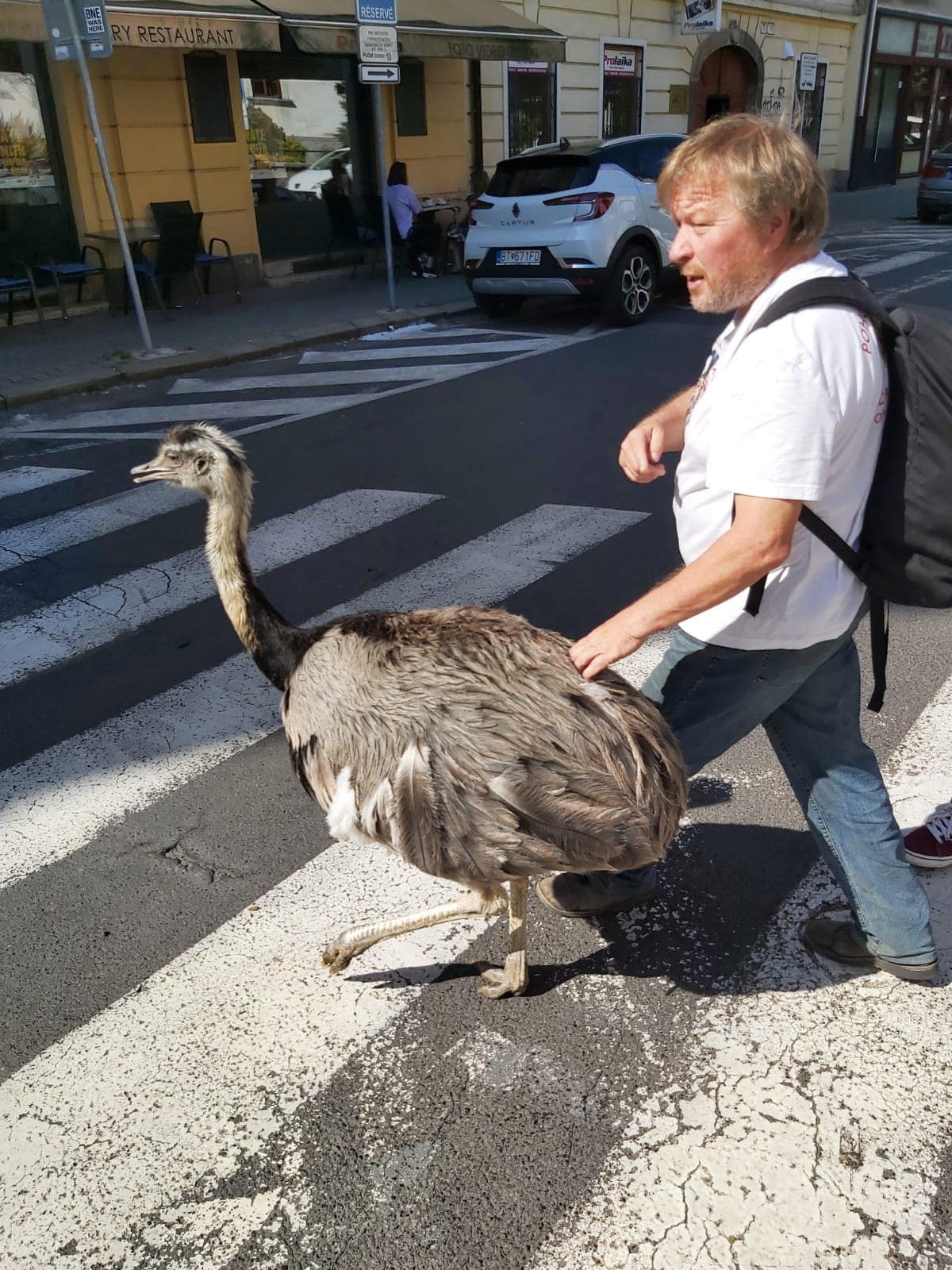 Pštros si pokojne vykračoval po priechode pre chodcov na Palackého ulici.