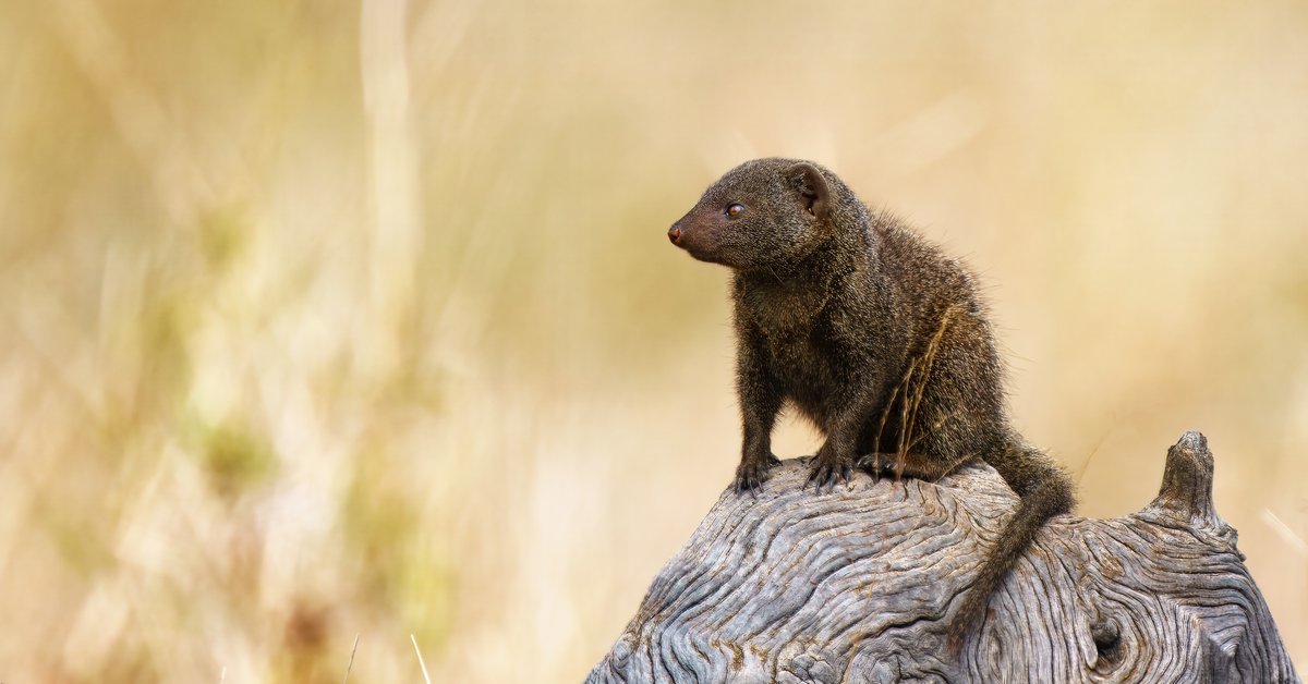 Mangusteczki karłowate zamieszkały w gdańskim zoo – nowy gatunek małych drapieżników