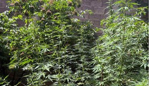 Zasad za koji se sumnja da je marihuana
