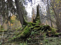 Ekolodzy w Puszczy Białowieskiej: Puszcza to nie plantacja. Resort środowiska: Atak na ministerstwo i rząd PiS