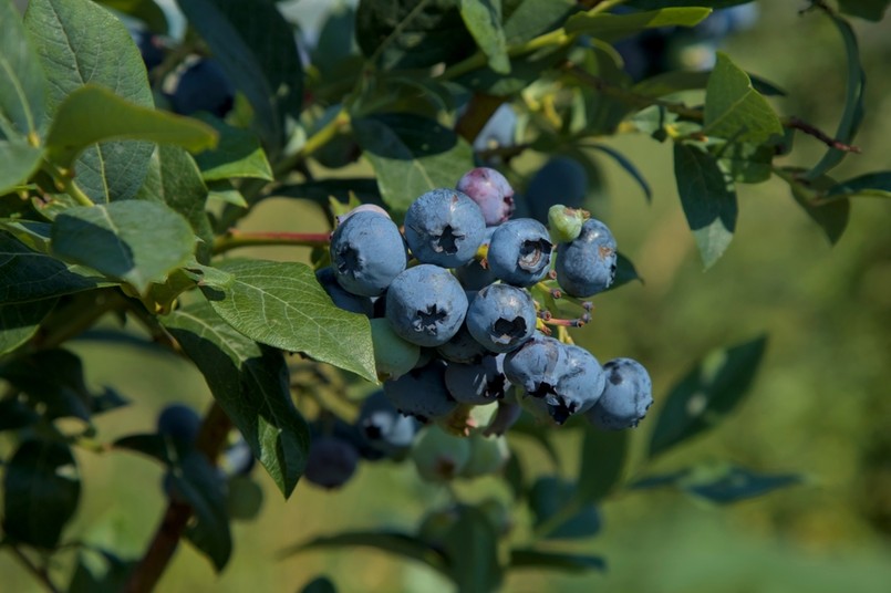 Borówka amerykańska powinna być posadzona w miejscu słonecznym