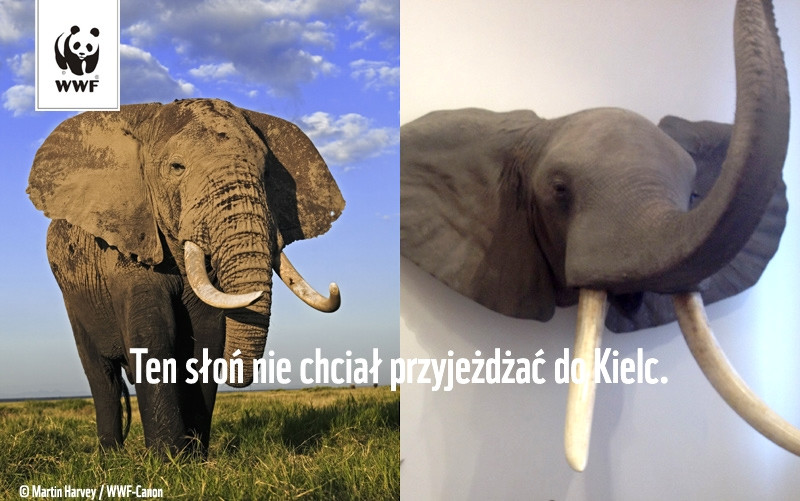 fot. WWF Polska