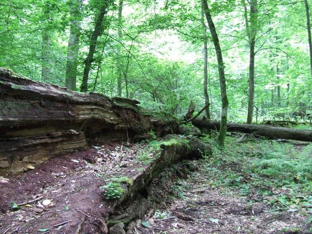 Galeria Polska - Puszcza Białowieska zagrożona?, obrazek 20