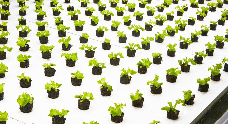 Bowery greens on a growing tray inside its warehouse in Kearny, New Jersey.