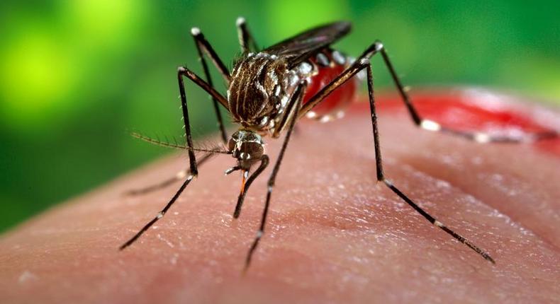 9 persons infected with Zika virus in Canada