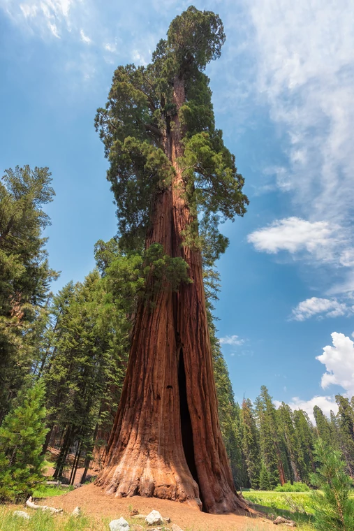 Sequoia sempervirens