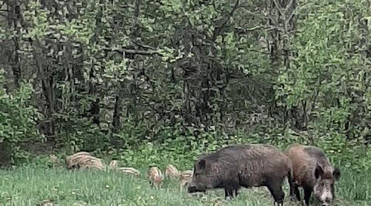 A vaddisznók kicsinyeikkel érkeztek a Tavasz utcába