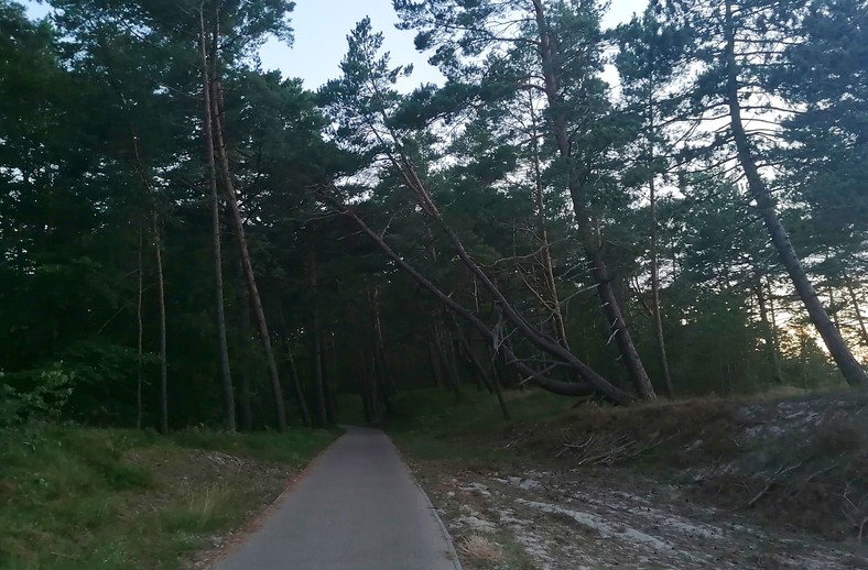 Krynica Morska oraz jej okolice. Ścieżki i trasy rowerowe