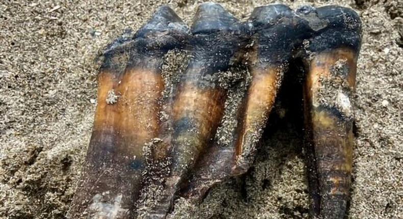 This May 26, 2023, photo provided by the Jennifer Schuh shows a Mastodon Tooth in the sand at an Aptos, Calif., beach.(Jennifer Schuh via AP)