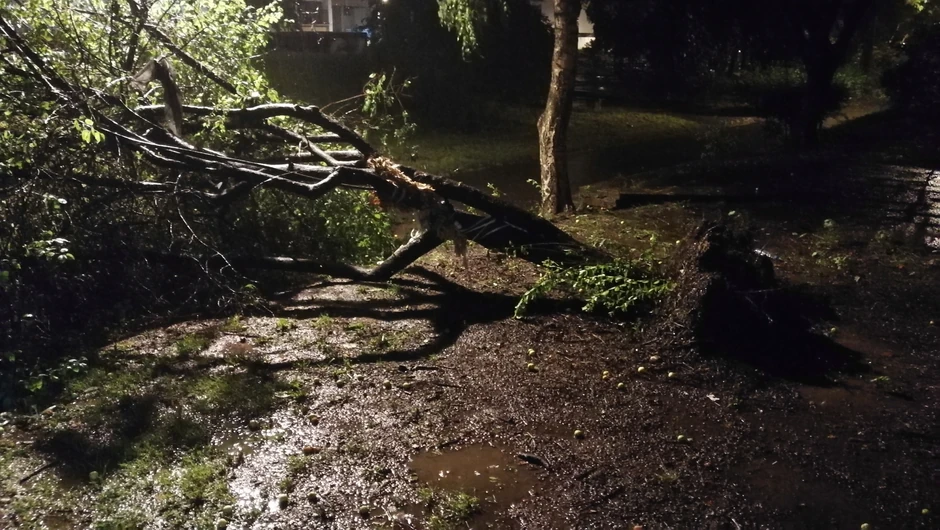 Oluja iščupala drvo u Bloku 63