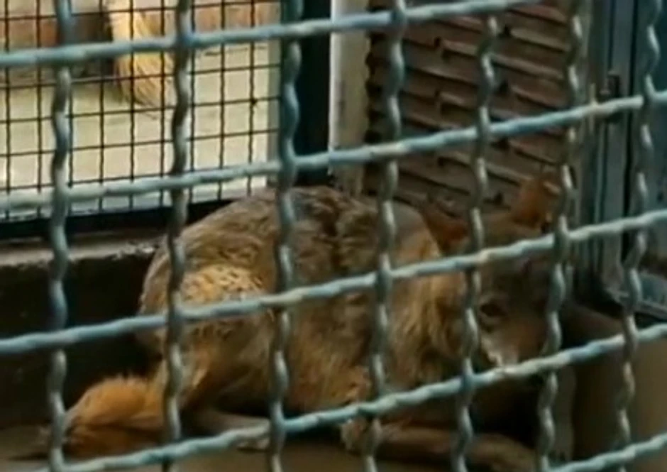 Coka u Beogradskom zoološkom vrtu