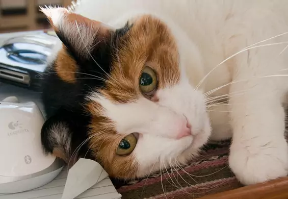 Dlaczego koty miauczą tylko do swoich właścicieli? Wyjaśniamy koci język