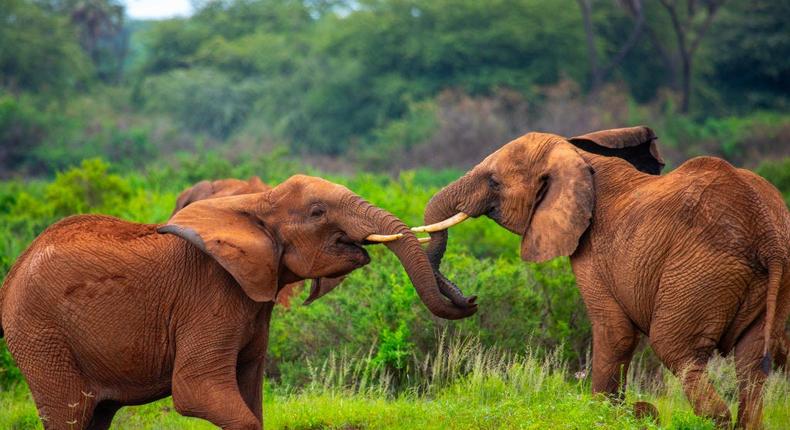 Elephants in Kenya in 2023.Eric Lafforgue/Art in All of Us/Getty Images