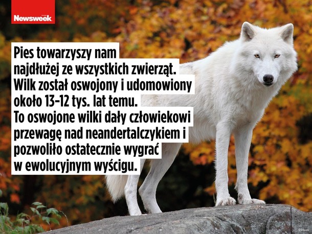 Dzień psa