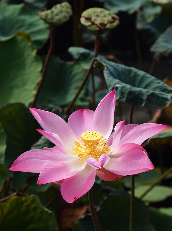 Piękny kwiat lotosu, a w tle jego owocostany, fot. Anna Białek