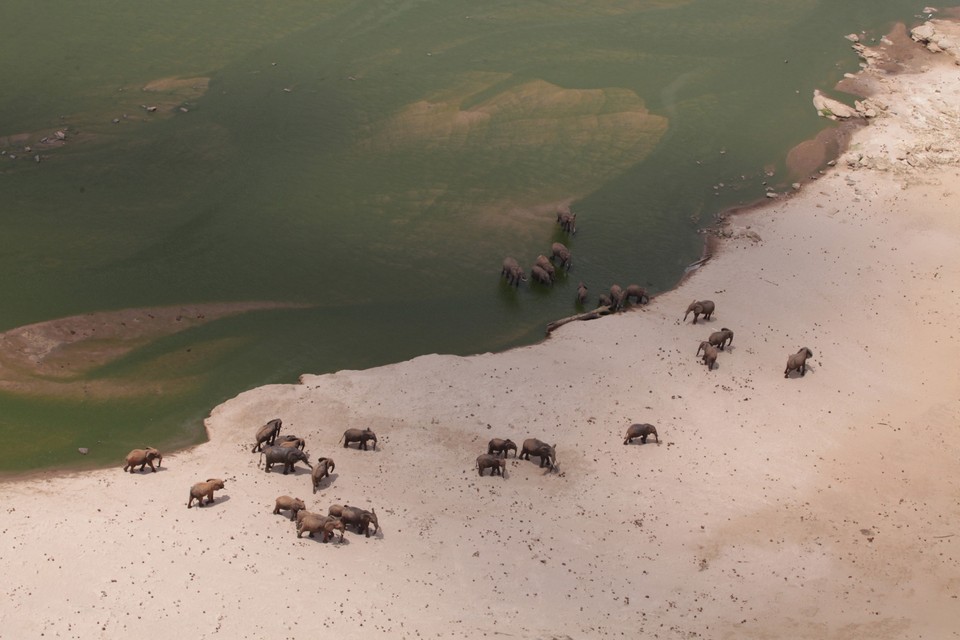 Family of elephants congregate near river