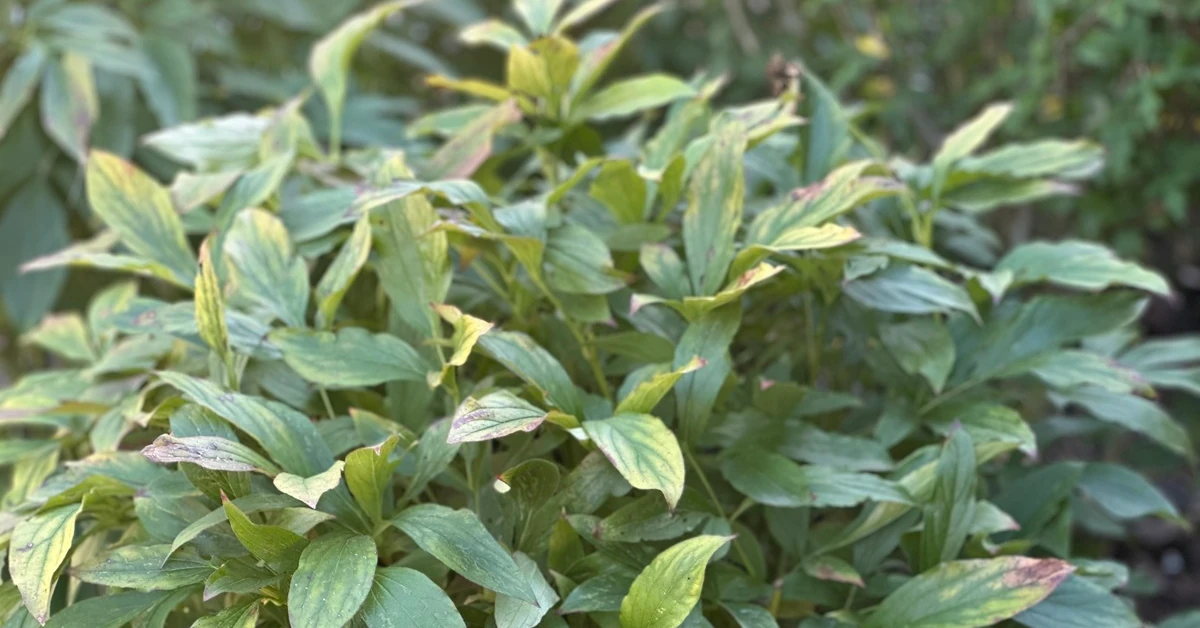 Czy obcinać liście piwonii na zimę? Jesień to dobry moment na nawożenie