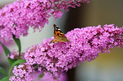 Budleja dawida - cięcie. Jak szybko rośnie budleja dawida? Kiedy kwitnie motyli krzew?
