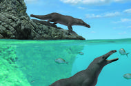 Szczątki Peregocetusa pacificusa sprzed 10 milionów lat, na podstawie których zrekonstruowano wygląd ssaka, odkryto na wybrzeżu Brazylii