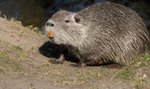 Nutria miała problem z zębami. Z pomocą przyszła fundacja