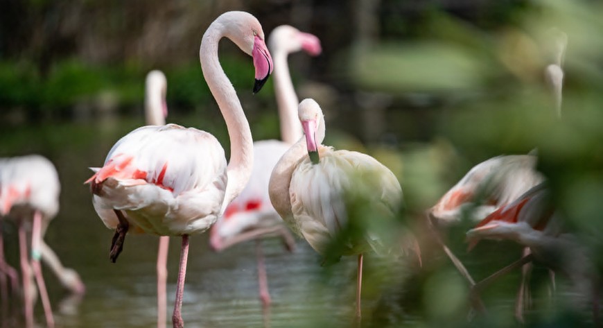 Flamingi pomogą w zdobyciu nagrody?