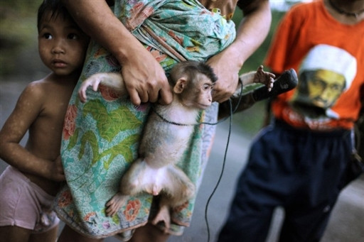 MALAYSIA - PENAN - NOMADS - ENVIRONMENT