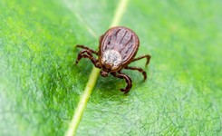 Wzrosła liczba przypadków kleszczowego zapalenia mózgu