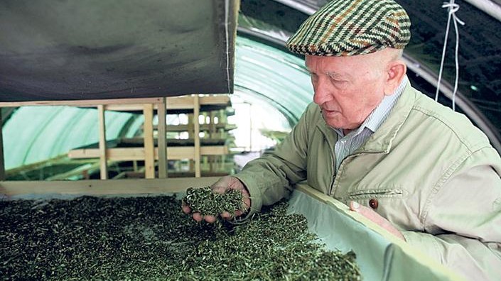 Gyuri bácsi az  unokáinak is  megmutatta,  melyik füvet  mire használják