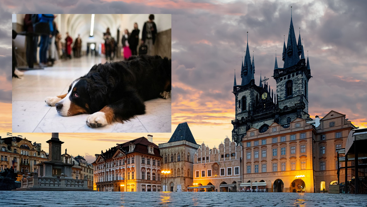 Uniwersytet Karola w Pradze otwarty po zbrodni. Studentów wspiera pies