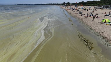 Sinice w Bałtyku. Prawie wszystkie trójmiejskie plaże zamknięte