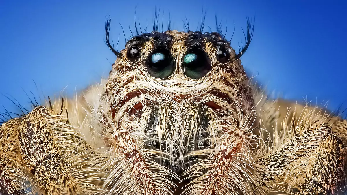 arachnid-close-close-up-257552