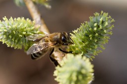 Pszczelarstwo to w Polsce niezły biznes