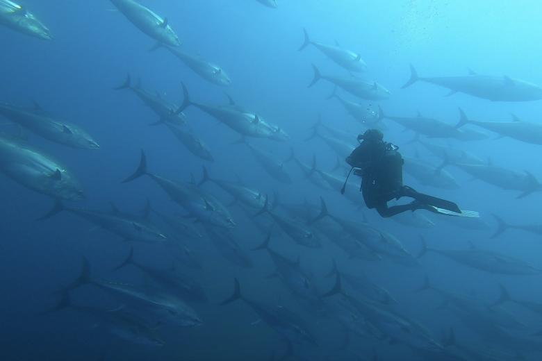 Fascynujące doświadczenie: Marc Bielefeld nurkuje wśród tuńczyków