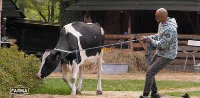 Rewolucja na "Farmie". Krowa Balbina urodziła! Oprócz cielaka w gospodarstwie pojawili się też nowi uczestnicy