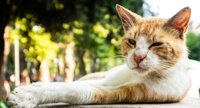 TikToker Kyle Parnell found a stray cat in his backyard and named him Keepsake (Keepsake is not pictured).gkhnndnz1 / 500px/Getty Images