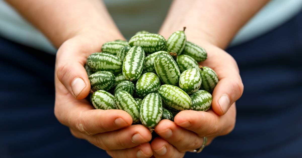 Wygląda jak miniaturowy arbuz. "Mysi melon" coraz popularniejszy w Polsce