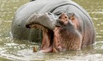 Makabryczna śmierć turysty. Zginął, gdy robił zdjęcia